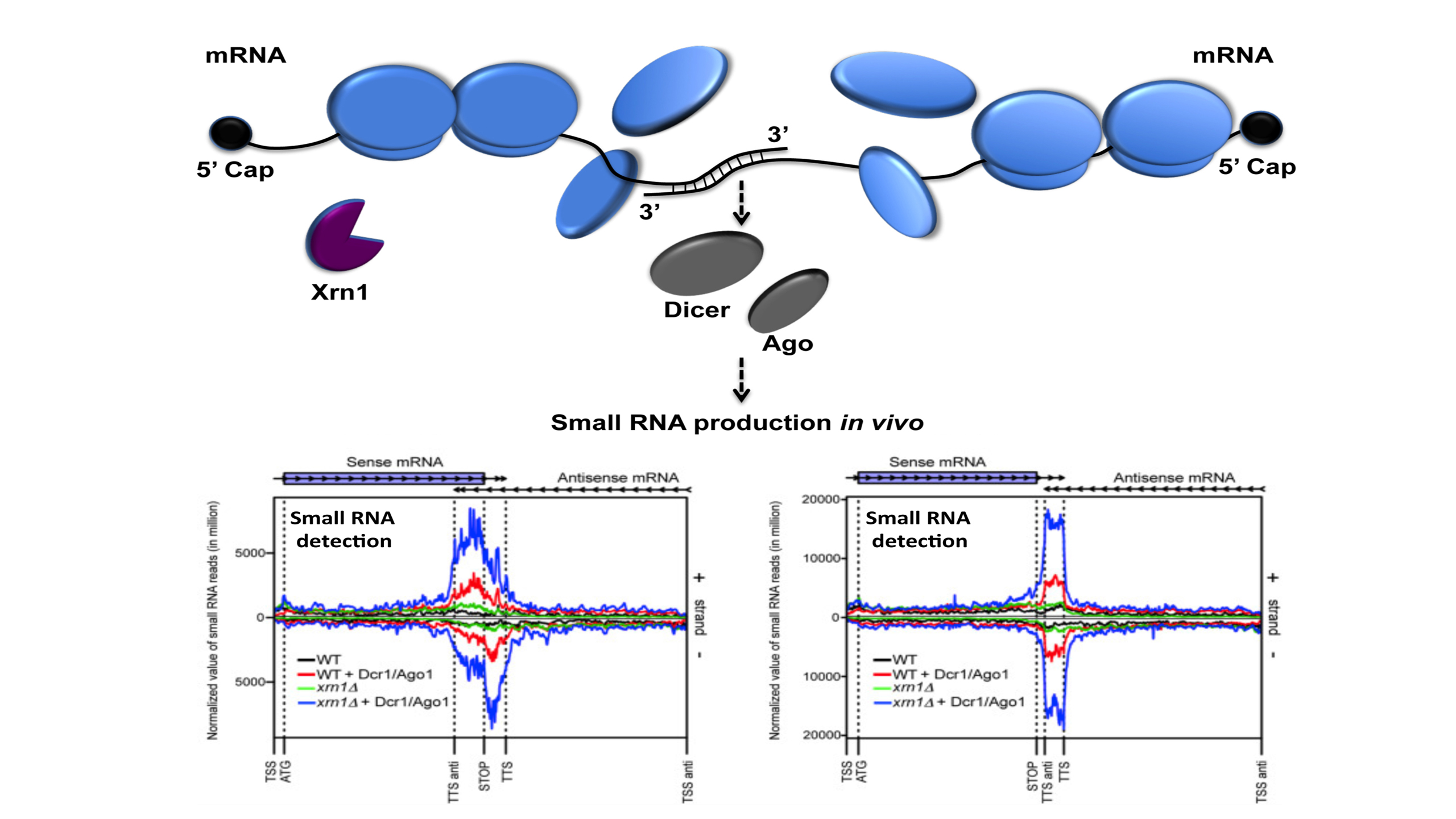 Régulation Fonctionnelle et Surveillance de l'ARN